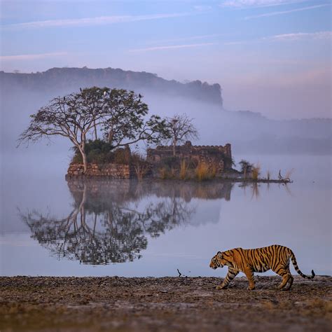 ranthambore in december|ranthambore national park winter.